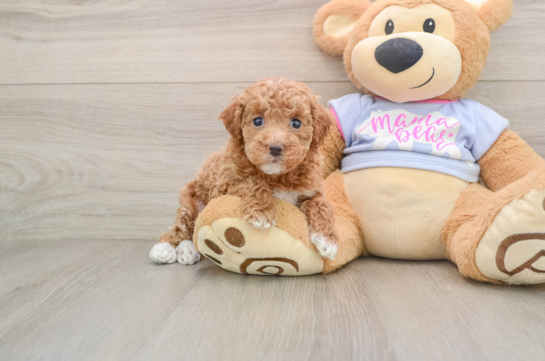 Maltipoo Pup Being Cute