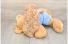 Best Maltipoo Baby
