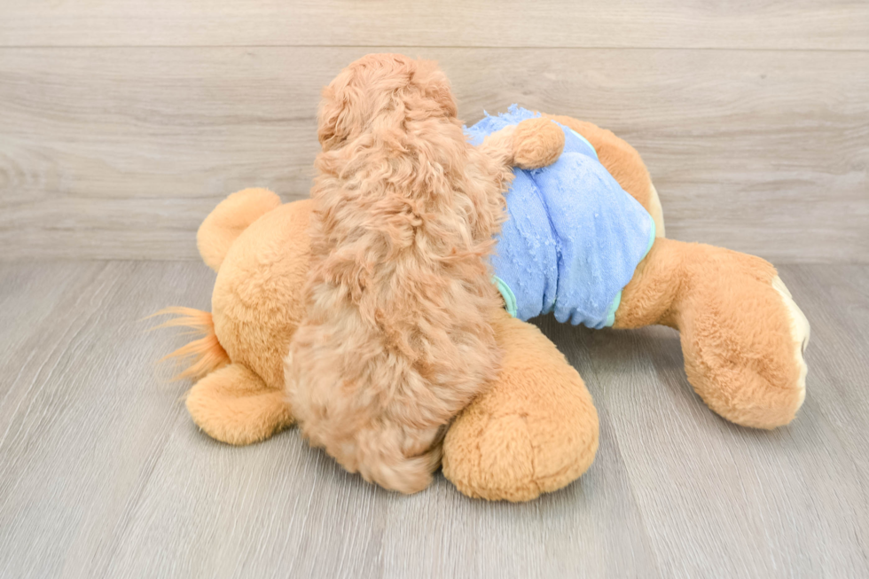 Best Maltipoo Baby