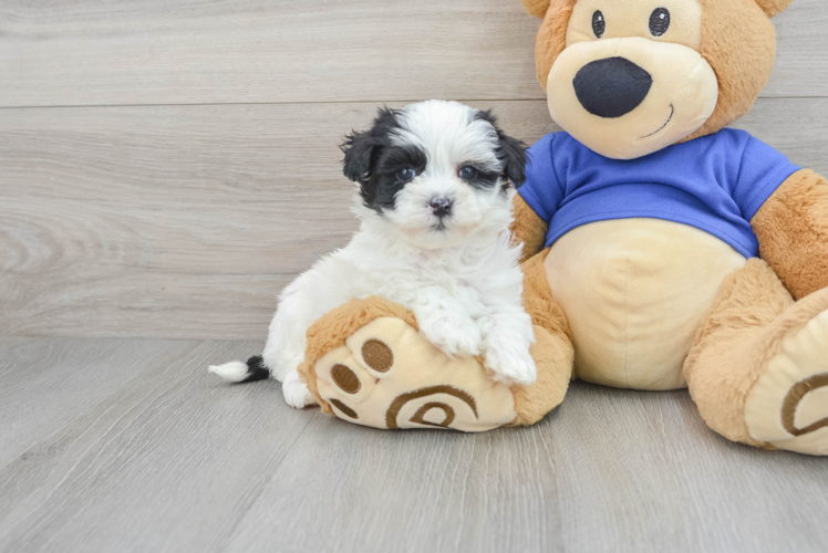 Maltipoo Puppy for Adoption