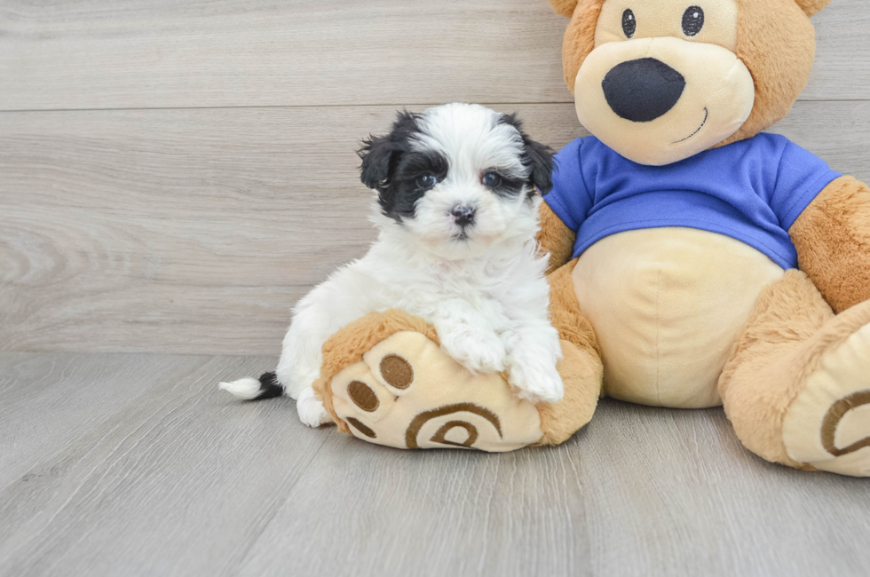 7 week old Maltipoo Puppy For Sale - Florida Fur Babies