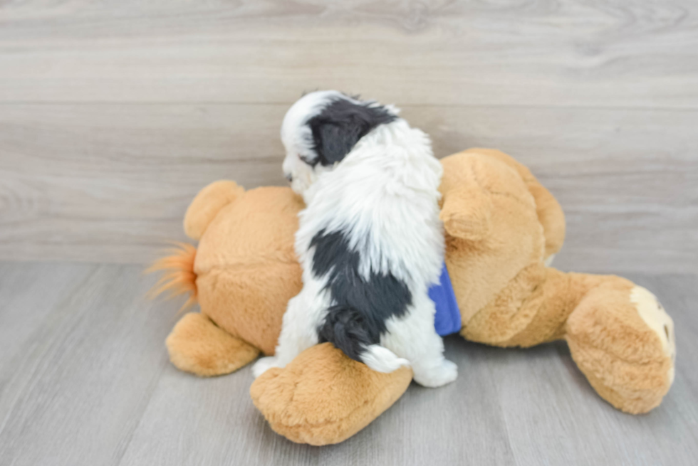 Maltipoo Pup Being Cute
