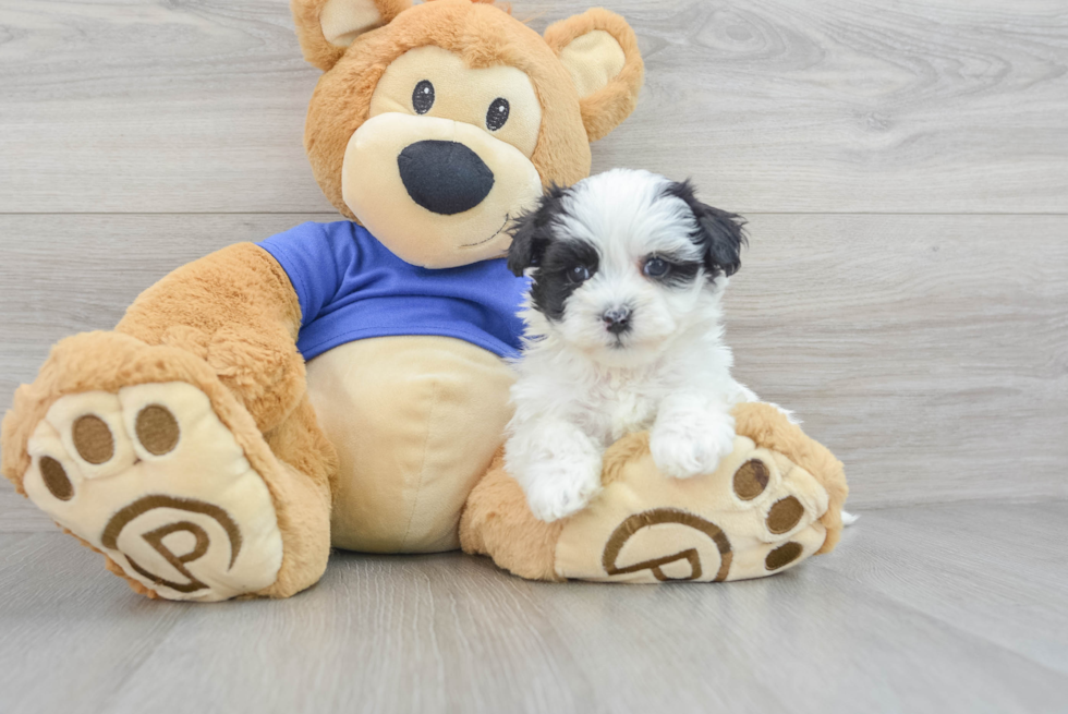 Best Maltipoo Baby