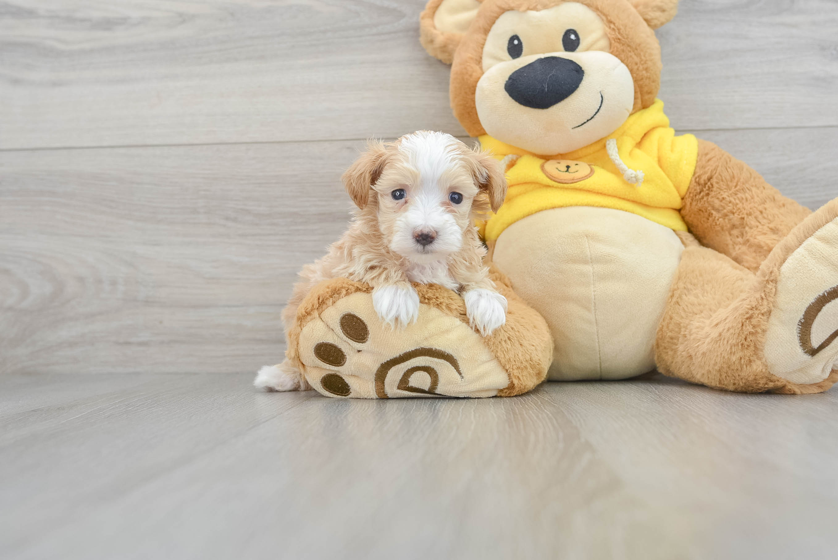 Cuddly sales maltipoo puppies