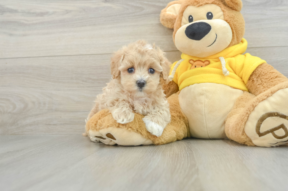 5 week old Maltipoo Puppy For Sale - Florida Fur Babies