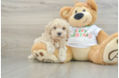 Maltipoo Puppy for Adoption