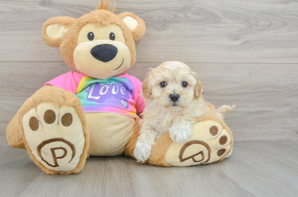 7 week old Maltipoo Puppy For Sale - Florida Fur Babies