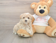 8 week old Maltipoo Puppy For Sale - Florida Fur Babies