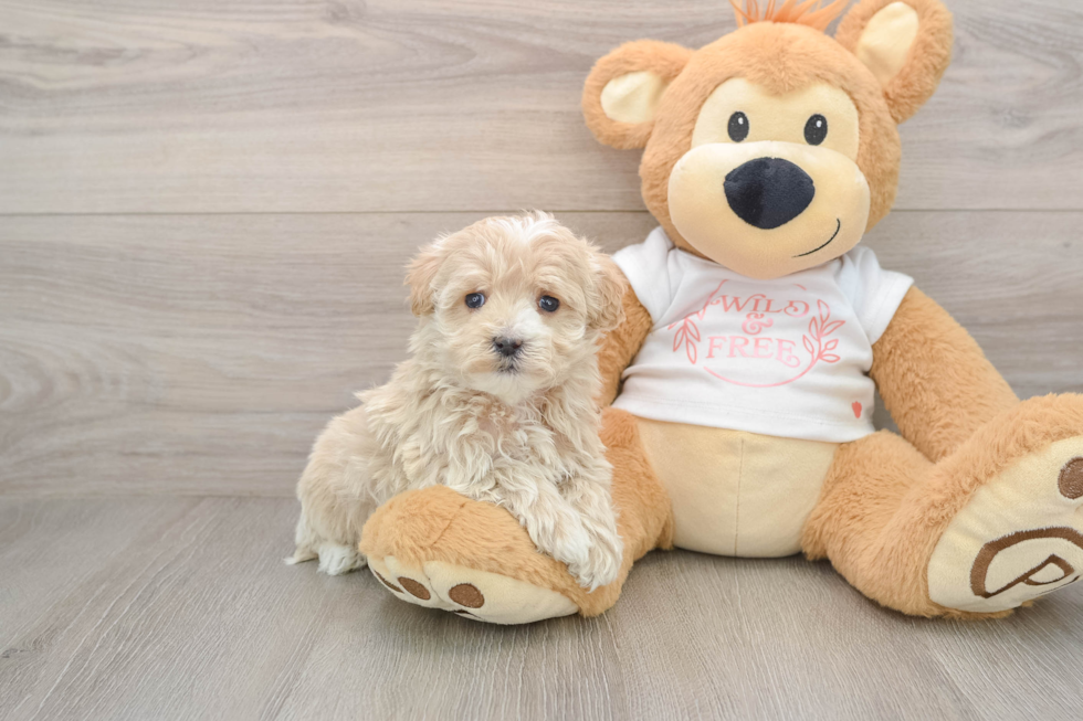 Adorable Maltidoodle Poodle Mix Puppy