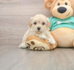 8 week old Maltipoo Puppy For Sale - Florida Fur Babies