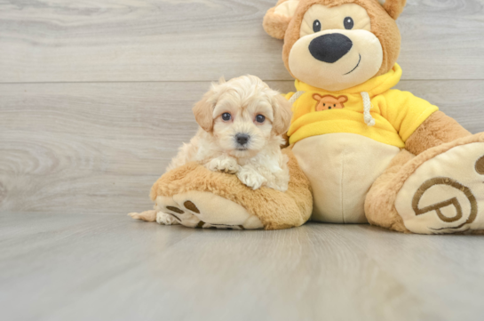 Popular Maltipoo Poodle Mix Pup