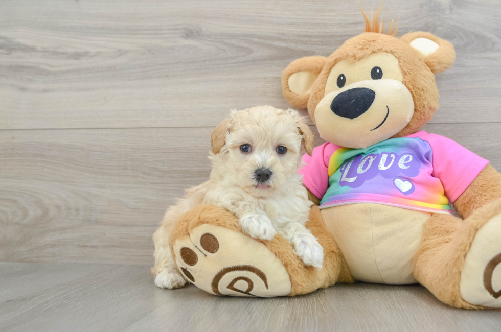 7 week old Maltipoo Puppy For Sale - Florida Fur Babies