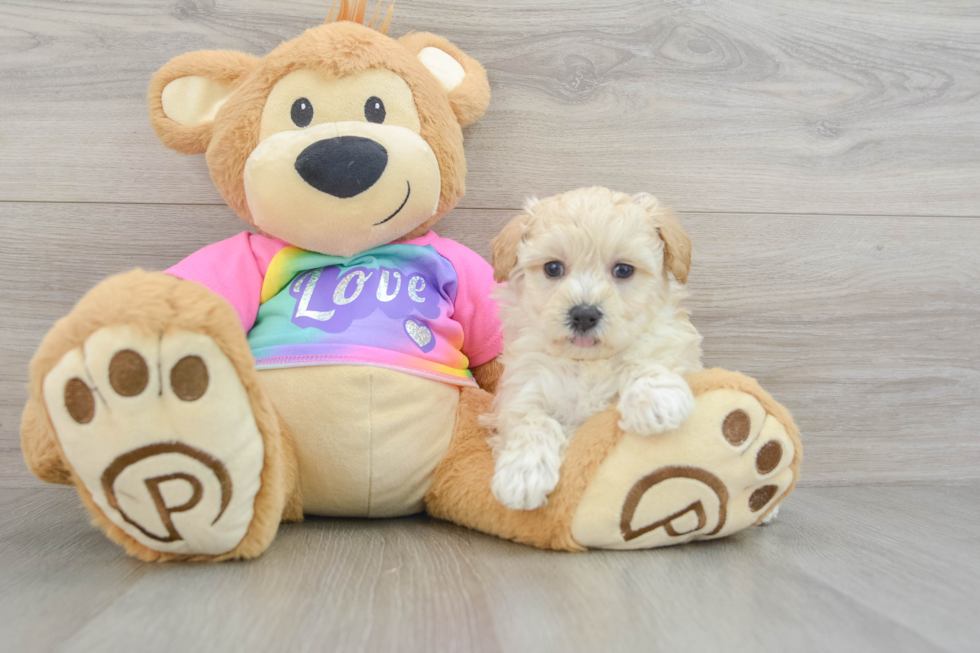 Maltipoo Puppy for Adoption