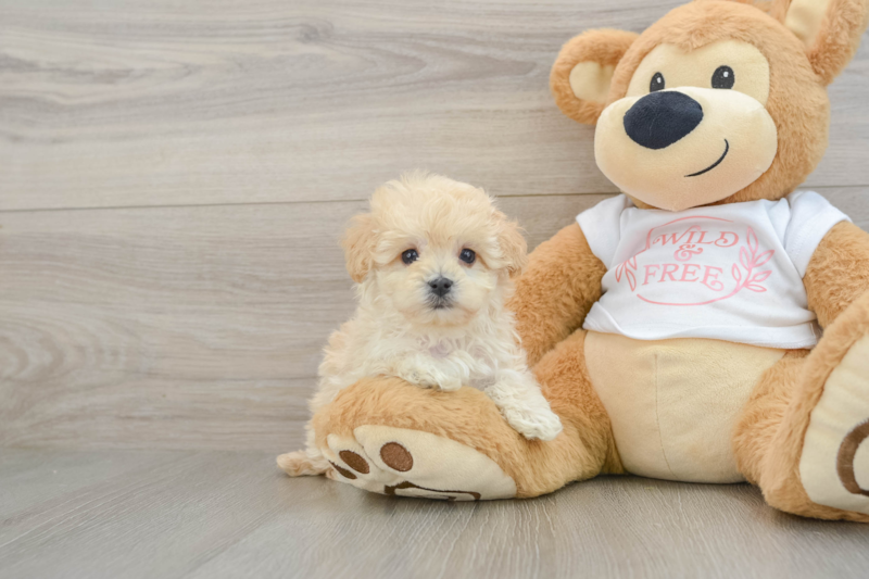 Meet Braxton - our Maltipoo Puppy Photo 1/3 - Florida Fur Babies