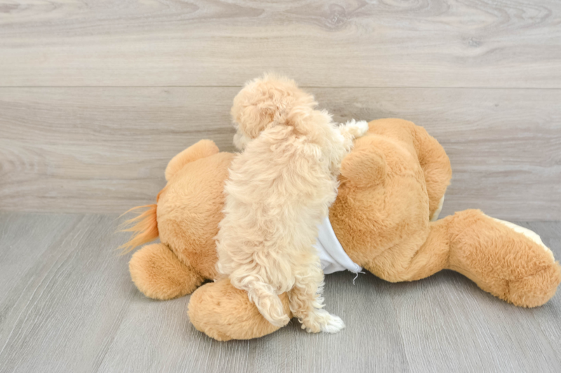 Meet Braxton - our Maltipoo Puppy Photo 2/3 - Florida Fur Babies