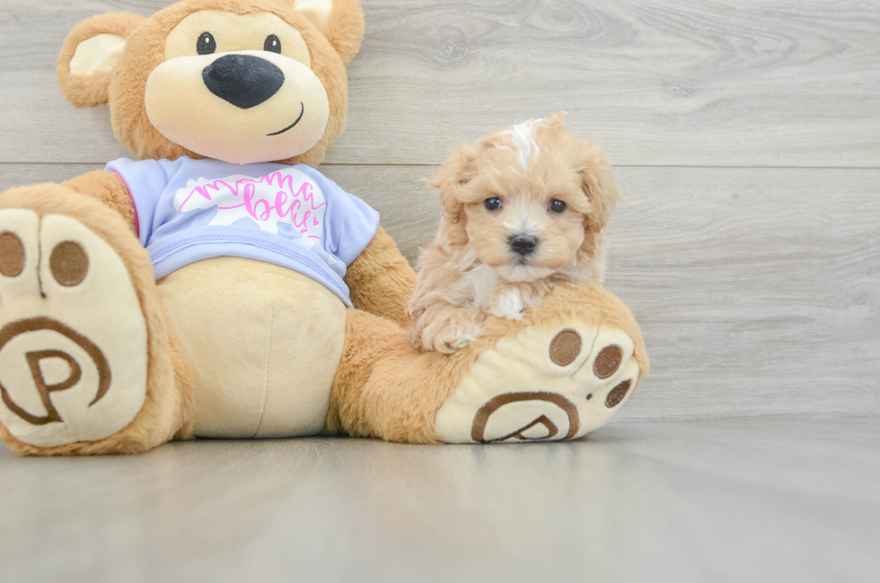 5 week old Maltipoo Puppy For Sale - Florida Fur Babies