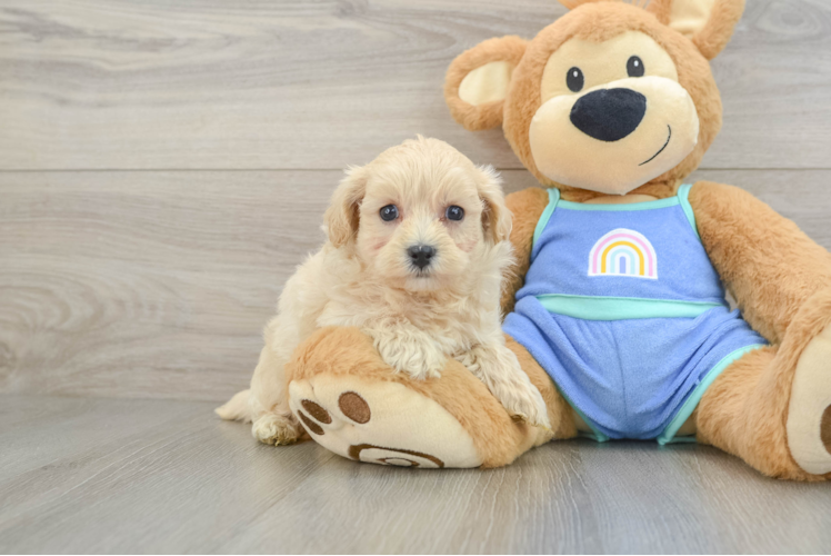 Adorable Multipoo Poodle Mix Puppy