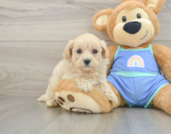 8 week old Maltipoo Puppy For Sale - Florida Fur Babies