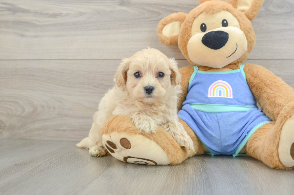 6 week old Maltipoo Puppy For Sale - Florida Fur Babies