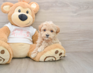 7 week old Maltipoo Puppy For Sale - Florida Fur Babies