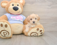8 week old Maltipoo Puppy For Sale - Florida Fur Babies
