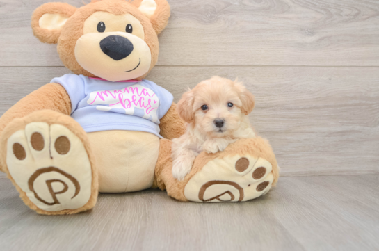 Sweet Maltipoo Baby