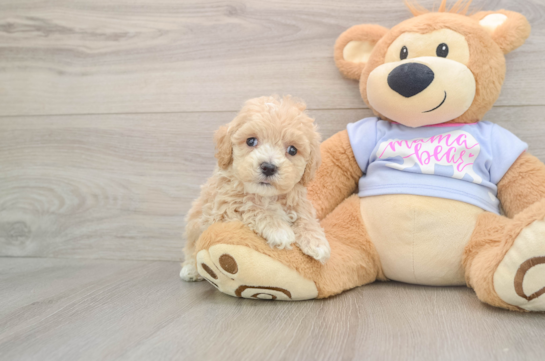 Maltipoo Pup Being Cute