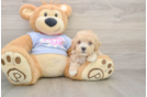 Maltipoo Puppy for Adoption