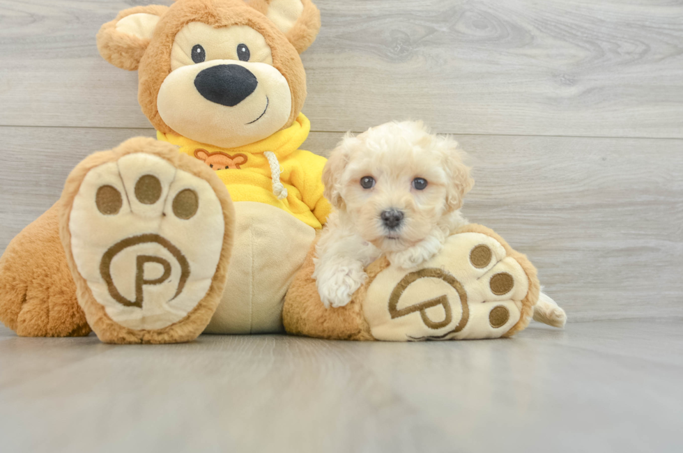 5 week old Maltipoo Puppy For Sale - Florida Fur Babies