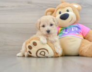 8 week old Maltipoo Puppy For Sale - Florida Fur Babies