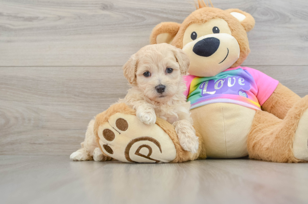 8 week old Maltipoo Puppy For Sale - Florida Fur Babies