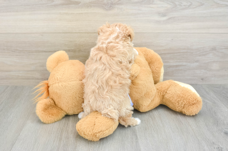 Meet Brett - our Maltipoo Puppy Photo 2/3 - Florida Fur Babies