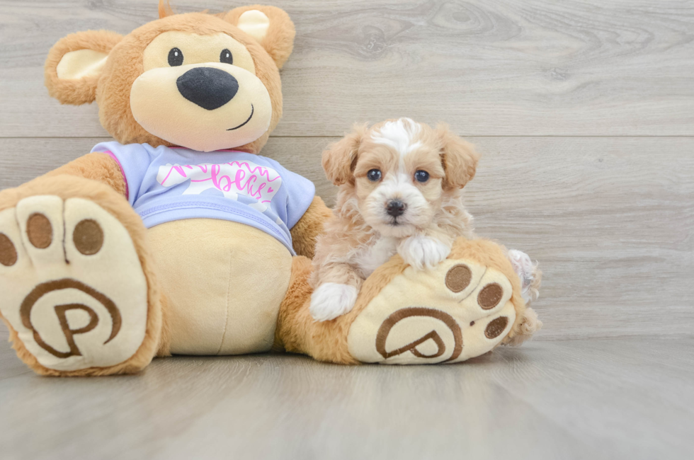 5 week old Maltipoo Puppy For Sale - Florida Fur Babies