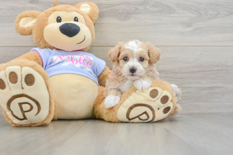 Meet Brett - our Maltipoo Puppy Photo 3/3 - Florida Fur Babies