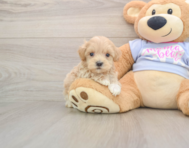 8 week old Maltipoo Puppy For Sale - Florida Fur Babies
