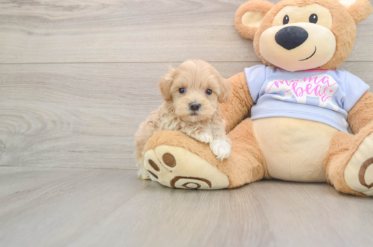 Smart Maltipoo Poodle Mix Pup