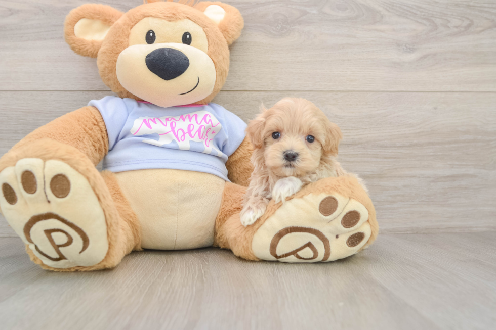 Fluffy Maltipoo Poodle Mix Pup