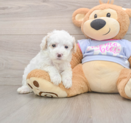6 week old Maltipoo Puppy For Sale - Florida Fur Babies