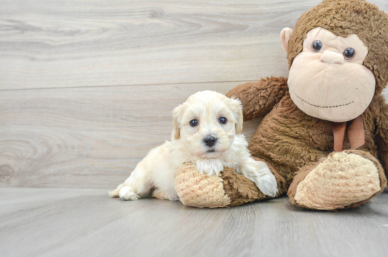 Funny Maltipoo Poodle Mix Pup