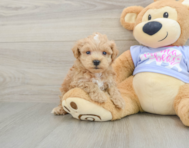 8 week old Maltipoo Puppy For Sale - Florida Fur Babies