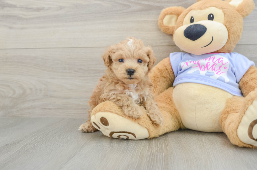 5 week old Maltipoo Puppy For Sale - Florida Fur Babies