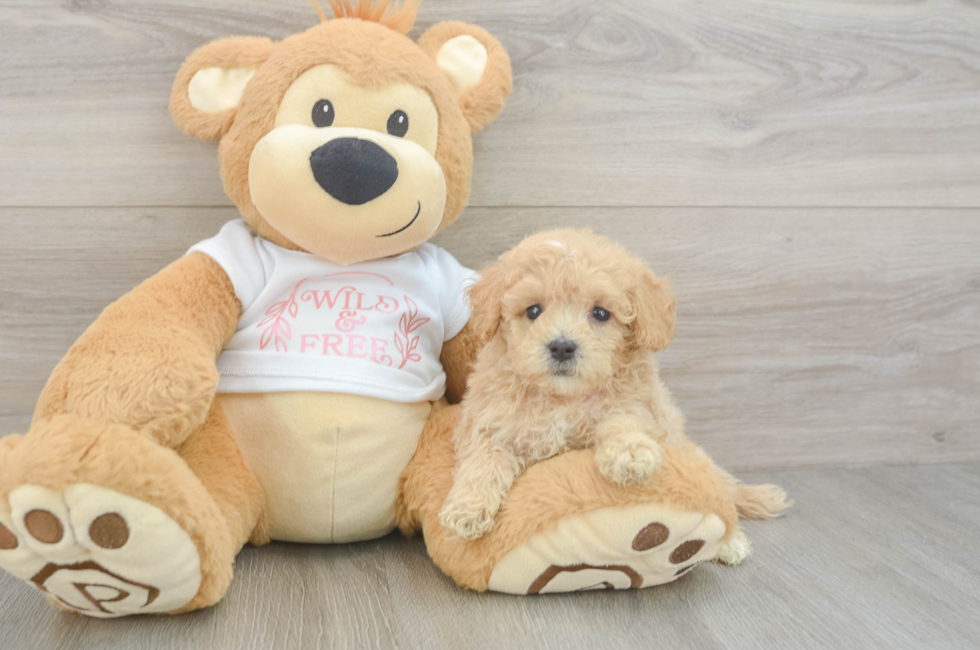 6 week old Maltipoo Puppy For Sale - Florida Fur Babies