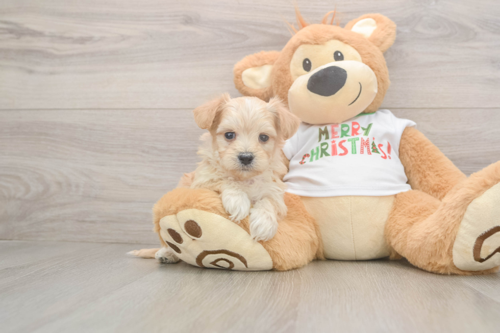 Happy Maltipoo Baby