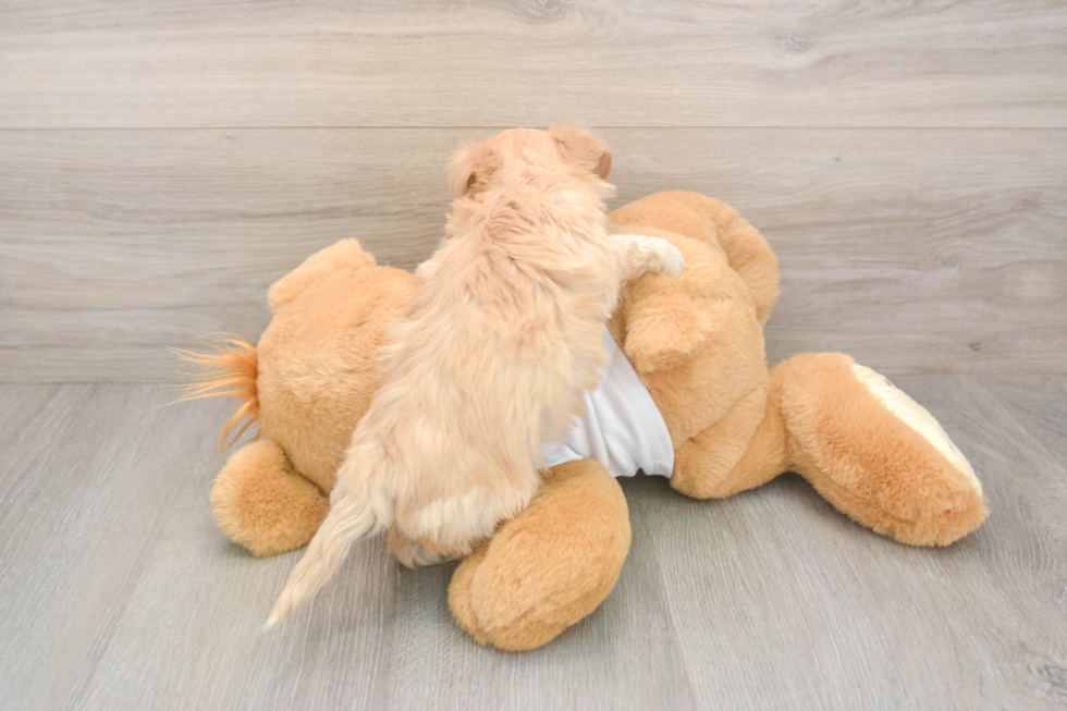 Maltipoo Pup Being Cute