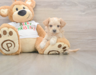 7 week old Maltipoo Puppy For Sale - Florida Fur Babies