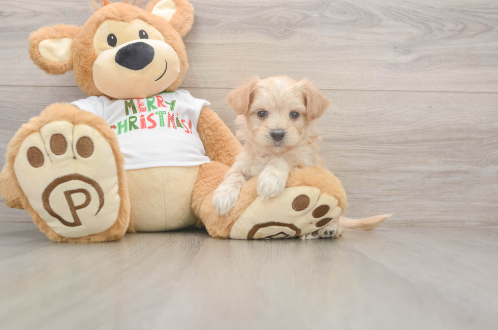 5 week old Maltipoo Puppy For Sale - Florida Fur Babies