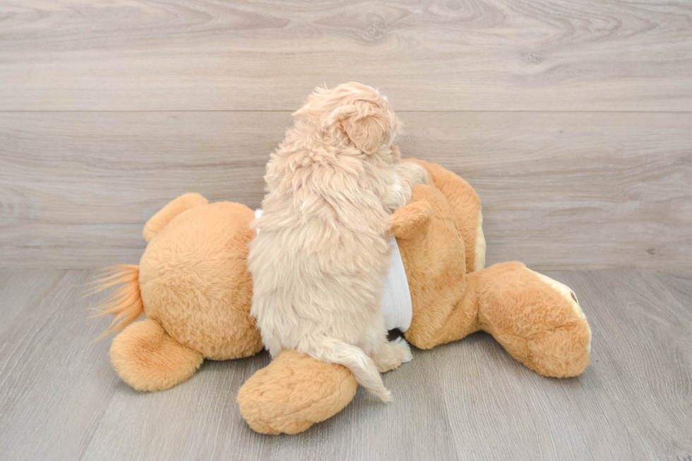 Fluffy Maltipoo Poodle Mix Pup