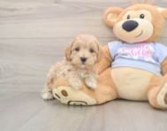 8 week old Maltipoo Puppy For Sale - Florida Fur Babies