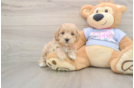 Playful Multipoo Poodle Mix Puppy