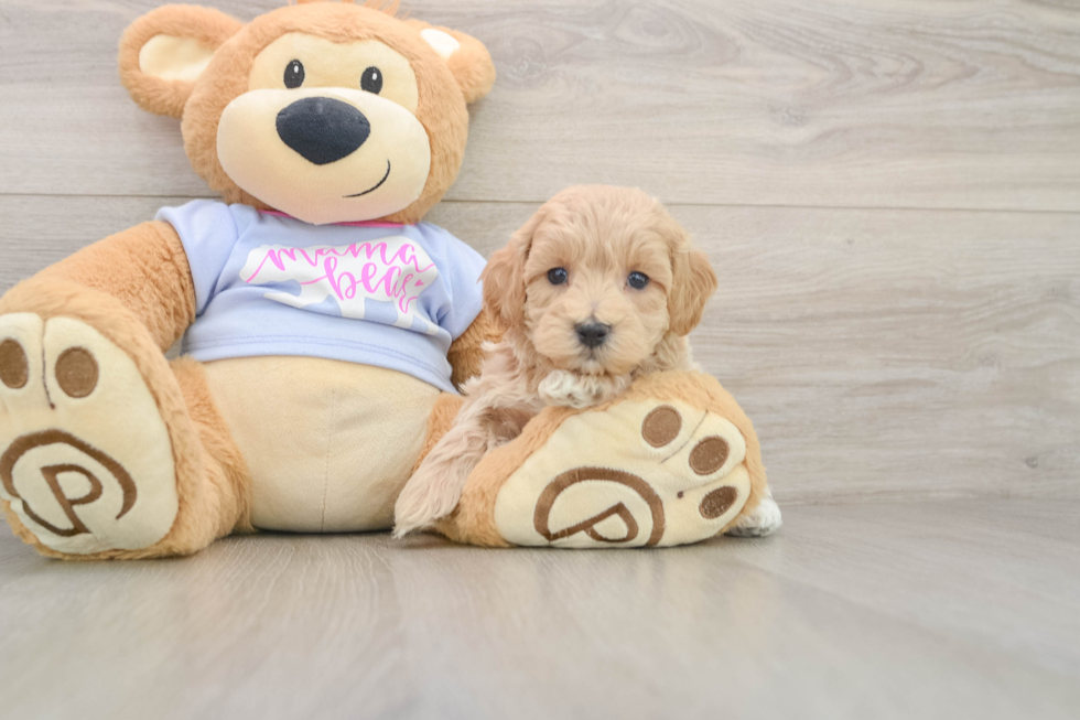 Maltipoo Pup Being Cute